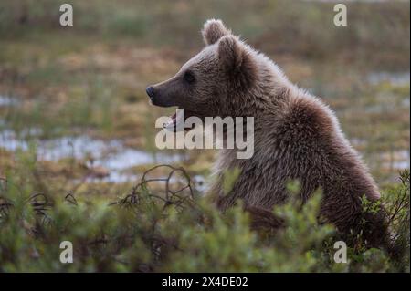 Ein junger europäischer Braunbär, Ursus arctos, hinter einem Busch. Kuhmo, Oulu, Finnland. Stockfoto