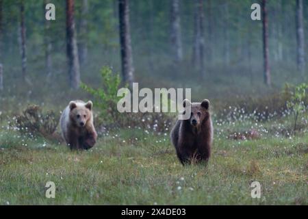 Zwei junge europäische Braunbären, Ursus arctos, spazieren im Wald. Kuhmo, Oulu, Finnland. Stockfoto