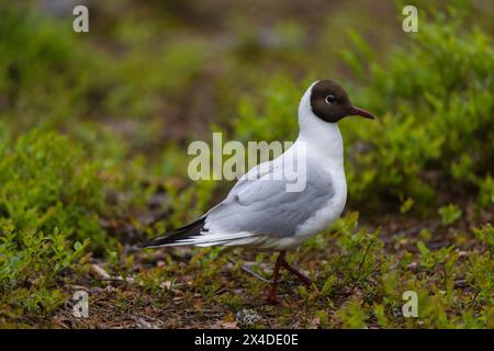 Porträt einer Schwarzkopfmöwe, Larus ridibundus. Kuhmo, Oulu, Finnland. Stockfoto