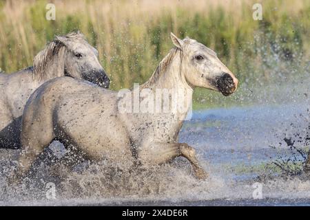 Saintes-Maries-de-la-Mer, Bouches-du-Rhone, Provence-Alpes-Cote d'Azur, Frankreich. Pferde, die durch die Sümpfe in der Camargue laufen. Stockfoto