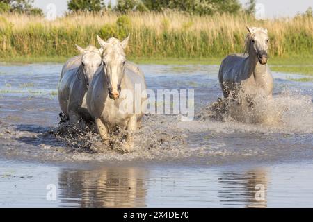 Saintes-Maries-de-la-Mer, Bouches-du-Rhone, Provence-Alpes-Cote d'Azur, Frankreich. Pferde, die durch die Sümpfe in der Camargue laufen. Stockfoto