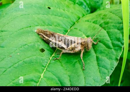 Grashüpfer Auf Callaloo Leaf Stockfoto