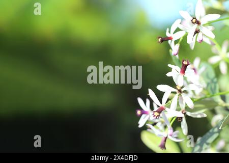 Melia Azedarach (Rosenkranzbaum oder Chinaberry) Blüten sind klein und duften mit hellen violetten oder lilafarbenen Blüten. Stockfoto