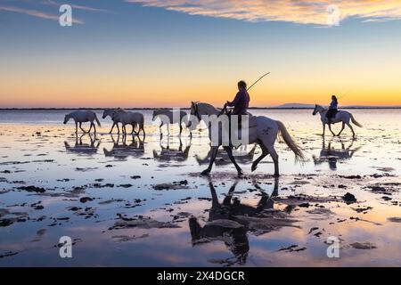 Saintes-Maries-de-la-Mer, Bouches-du-Rhone, Provence-Alpes-Cote d'Azur, Frankreich. Pferde werden vor Sonnenaufgang durch die Sümpfe der Camargue geführt. ( Stockfoto