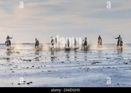 Saintes-Maries-de-la-Mer, Bouches-du-Rhone, Provence-Alpes-Cote d'Azur, Frankreich. Reiter, die Camargue-Pferde durch flaches Wasser fahren. (Redaktionelle Verwendung O Stockfoto