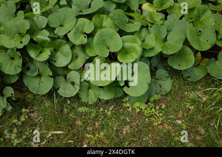 Petasites pyrenaicus in Blüte Stockfoto