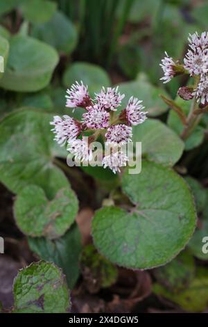 Petasites pyrenaicus in Blüte Stockfoto