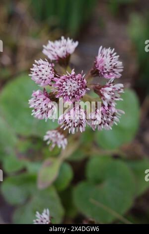 Petasites pyrenaicus in Blüte Stockfoto