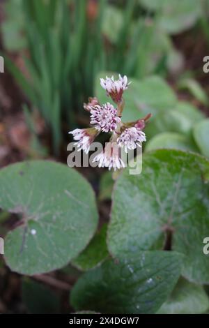 Petasites pyrenaicus in Blüte Stockfoto