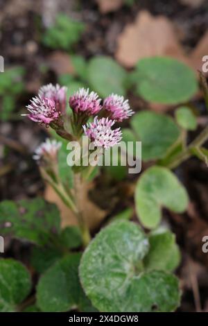 Petasites pyrenaicus in Blüte Stockfoto