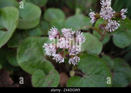 Petasites pyrenaicus in Blüte Stockfoto