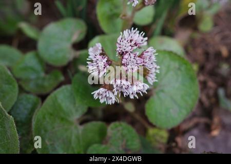 Petasites pyrenaicus in Blüte Stockfoto