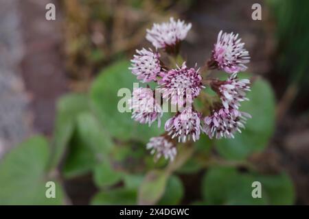 Petasites pyrenaicus in Blüte Stockfoto