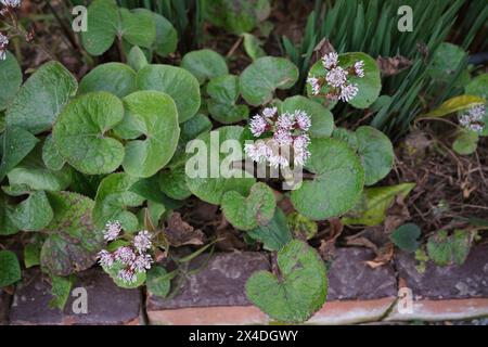 Petasites pyrenaicus in Blüte Stockfoto