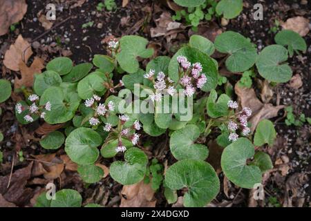 Petasites pyrenaicus in Blüte Stockfoto