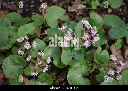 Petasites pyrenaicus in Blüte Stockfoto