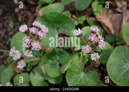 Petasites pyrenaicus in Blüte Stockfoto