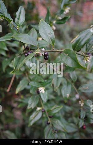 Sarcococca Confusa Nahaufnahme Stockfoto