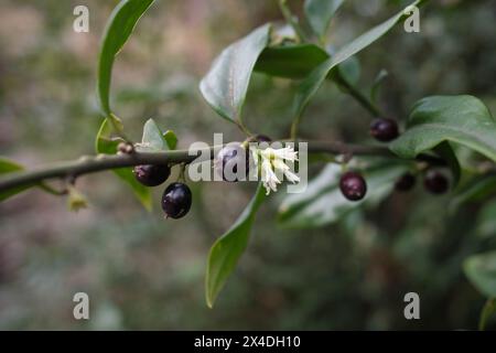 Sarcococca Confusa Nahaufnahme Stockfoto