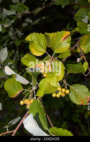 Sorbus-Arien-Zweig aus nächster Nähe Stockfoto