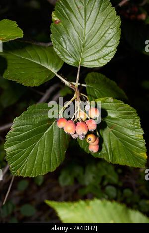 Sorbus-Arien-Zweig aus nächster Nähe Stockfoto