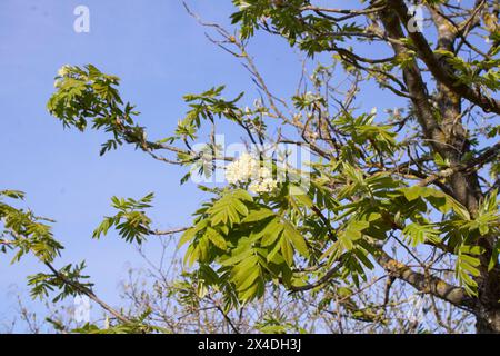 Sorbus domestica Baum in Blüte Stockfoto