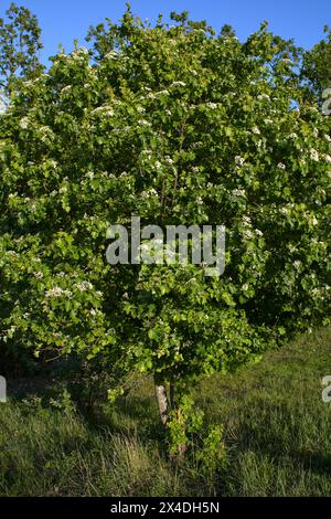 Sorbus torminalis Strauch in voller Blüte Stockfoto