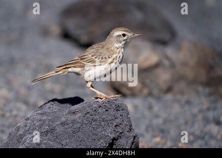 Berthelots Pipit (Anthus berthelotii) steht auf grauem vulkanischem Gestein Stockfoto