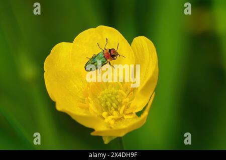 Anthaxia nitidula Käfer - Weibchen in der Blume von Wiesen Buttercup (Ranunkulus acris) Stockfoto