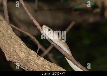 Eine Erwachsene schwarze Mamba (Dendroaspis polylepis) klettert auf einen Baum im Busch Stockfoto