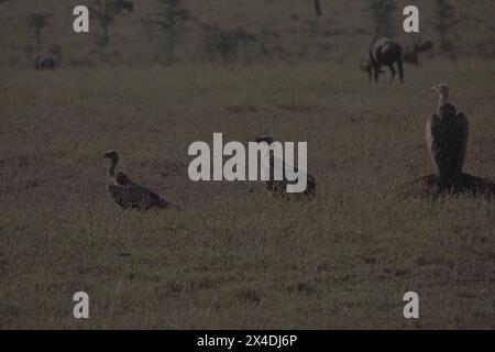 Drei Geier am frühen Morgen, Tansania Stockfoto