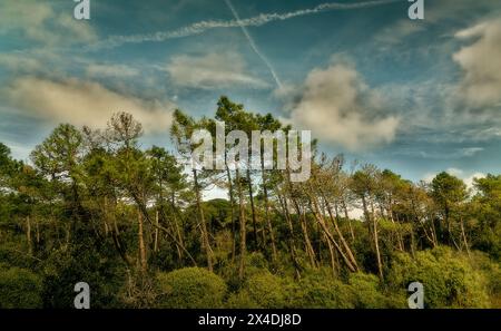 Das Naturschutzgebiet in der Nähe von Lido di Dante (Bassona). Sehr malerisch mit seinen Kiefern und Sumpfwasser Stockfoto