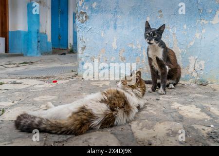 Zwei schmutzige Katzen, schwarze und weiße Katzen sowie braune und weiße Katzen, sind auf den Straßen von Bizerte, Nordtunesien. Stockfoto