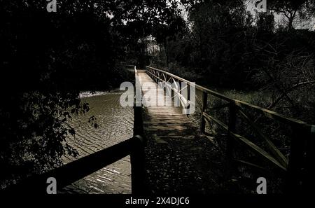 Das Naturschutzgebiet in der Nähe von Lido di Dante (Bassona). Sehr malerisch mit seinen Kiefern und Sumpfwasser Stockfoto