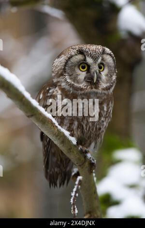 Eine boreale Eule, Aegolius funereus, die auf einem Ast steht. Nationalpark Bayerischer Wald, Bayern, Deutschland. Stockfoto