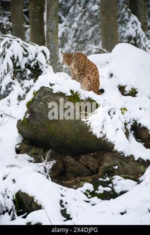 Ein europäischer Luchs, der auf einem Felsen im Nationalpark Bayerischer Wald sitzt. Deutschland. Stockfoto