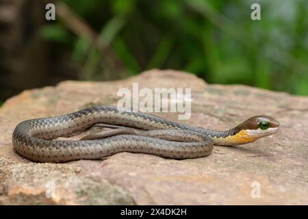 Nahaufnahme eines hochgiftigen Boomslang (Dispholidus typus), auch bekannt als Baumschlange oder afrikanische Baumschlange, die auf einem warmen Felsen sitzt Stockfoto