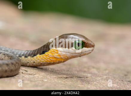 Nahaufnahme eines hochgiftigen Boomslang (Dispholidus typus), auch bekannt als Baumschlange oder afrikanische Baumschlange, die auf einem warmen Felsen sitzt Stockfoto