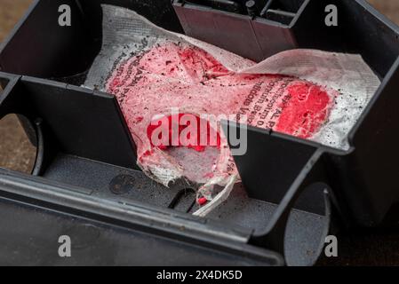 Offene Maus-Köderstation, die Spuren des Knabberns auf dem Beutel mit Brodifacoum-Rodentizid zeigt, giftige Paste als Gift, um Mäuse im Haus und um das Haus zu vernichten Stockfoto