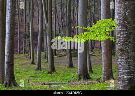 Baumstämme von europäischen Buchen und Zweige mit frischen Blütenblättern im Laubwald im Frühjahr Stockfoto