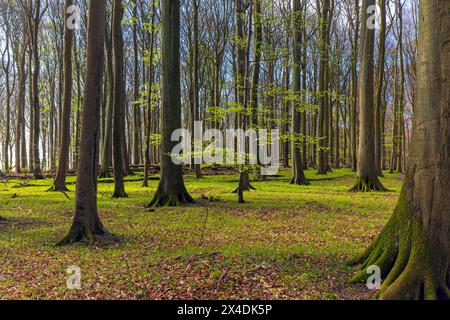 Baumstämme von europäischen Buchen und Zweige mit frischen Blütenblättern im Laubwald im Frühjahr Stockfoto