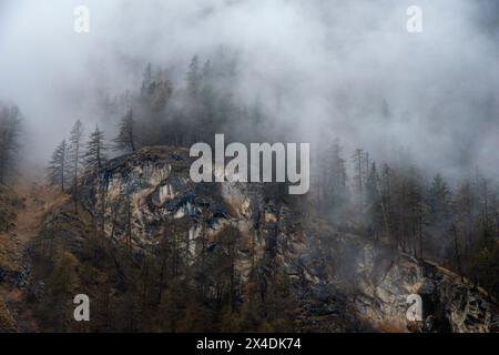 Bäume im Nebel im Gran Paradiso Nationalpark. Aosta, Valsavarenche, Italien. Stockfoto