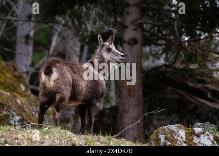 Eine alpine Gämse, Rupicapra rupicapra, steht im Wald. Aosta, Valsavarenche, Gran Paradiso Nationalpark, Italien. Stockfoto