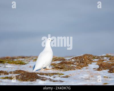 Rock Ptarmigan, im Winter in der Tundra von Svalbard im Van Mijenfjorden Nationalpark. Arktis, Skandinavien, Norwegen, Svalbard Stockfoto