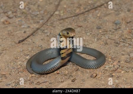 Eine junge mosambikanische Spuckkobra (Naja mossambica) zeigt Abwehrkraft Stockfoto