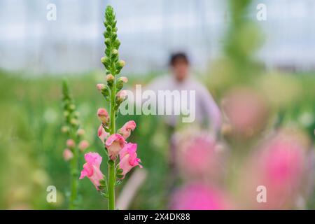 Eine rosa Blüte einer snapdragon-Blüte wird am 15. März 2024 auf dem Feld auf einer Schnittblumenfarm in Rionegro, Kolumbien, gesehen. Stockfoto