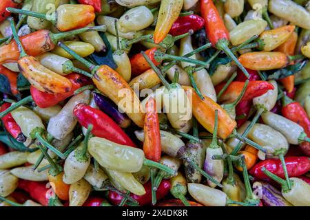 Nahaufnahme von vielen verschiedenen Chili-Sorten, die sich auf einem Markt in Argentinien auftürmen Stockfoto