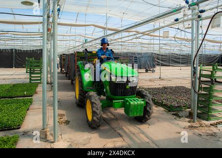 Ein kolumbianischer Landarbeiter fährt am 15. März 2024 auf einer Schnittblumenfarm in Rionegro, Kolumbien, einen Traktor, der Anhänger mit Schnittgut zieht. Stockfoto