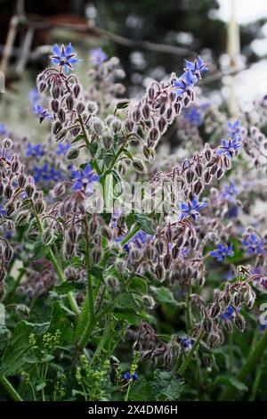 Italien, Latium, Landschaft, Borretsch Pflanze und Blumen Stockfoto