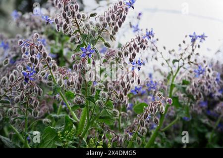 Italien, Latium, Landschaft, Borretsch Pflanze und Blumen Stockfoto